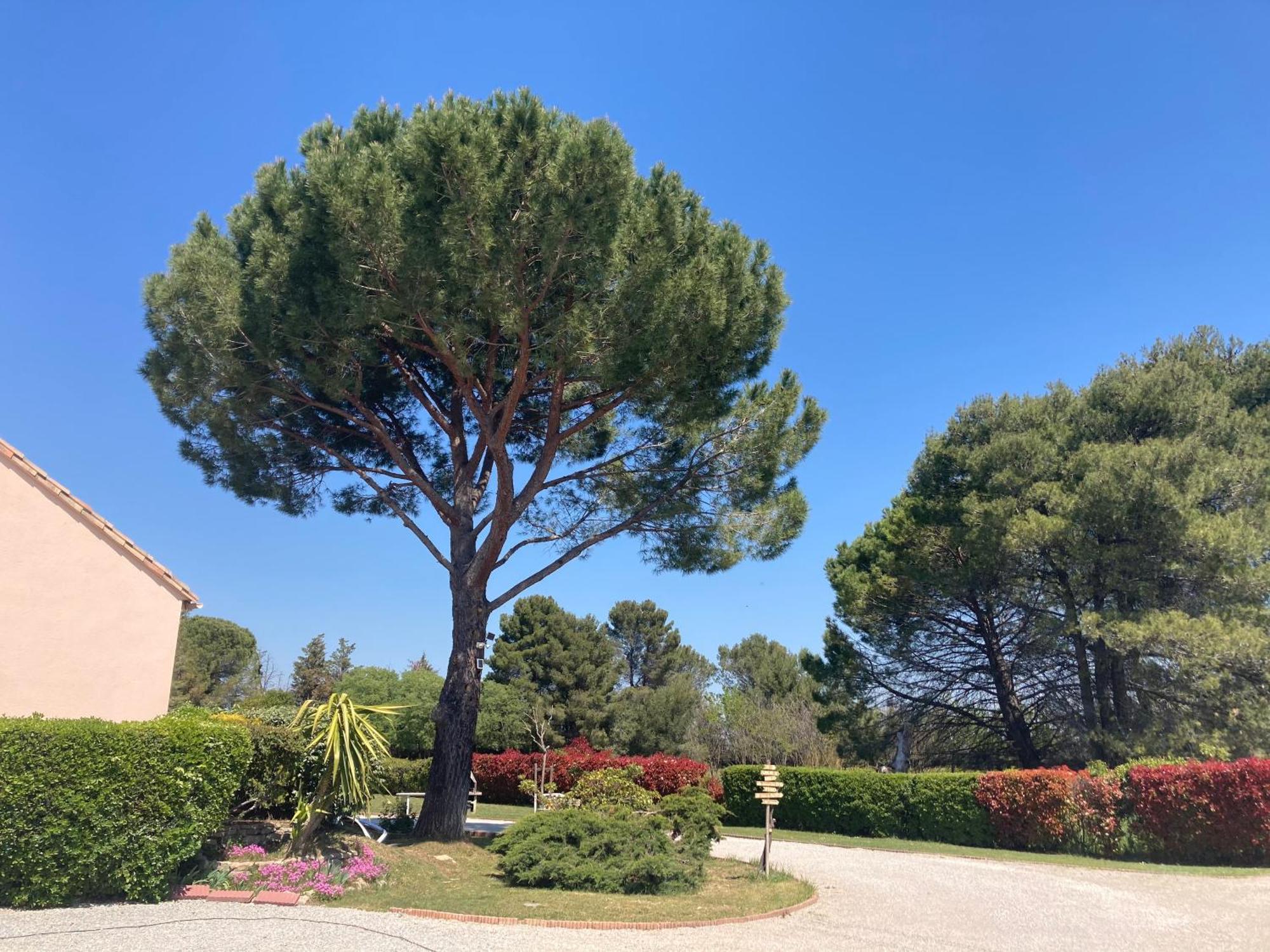 Les Bougainvillees De Camargue Villetelle Zewnętrze zdjęcie